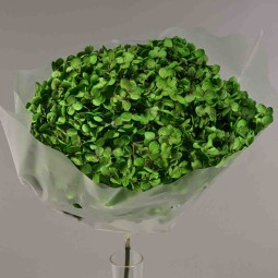 Ortensia stabilizzata in ramo - 23 Cm / Verde