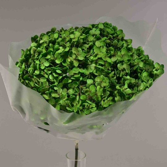 Ortensia stabilizzata in ramo - 23 Cm / Verde