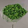 Ortensia stabilizzata in ramo - 23 Cm / Verde