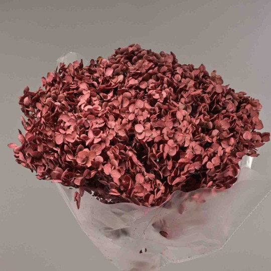 Ortensia stabilizzata in ramo - 23 Cm / Viola