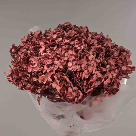 Ortensia stabilizzata in ramo - 23 Cm / Viola