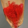 Broom Bloom essicato 100 G - Rosso