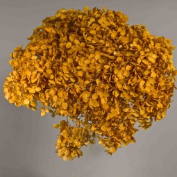 Ortensia stabilizzata "Annabelle" - Giallo mimosa