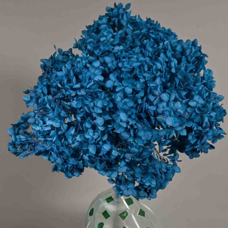 Ortensia stabilizzata "Annabelle" - Navy Blue