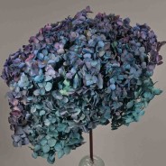 Ortensia stabilizzata "Annabelle" - Blu/Viola