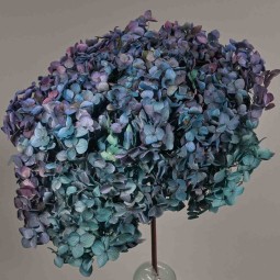 Ortensia stabilizzata "Annabelle" - Blu/Viola