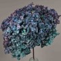Ortensia stabilizzata "Annabelle" - Blu/Viola