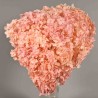 Ortensia stabilizzata "Annabelle" - Rosa/Crema