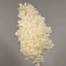 Ortensia stabilizzata "Peegee" - Bianco