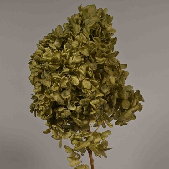 Ortensia stabilizzata "Peegee" - Verde