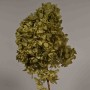 Ortensia stabilizzata "Peegee" - Verde