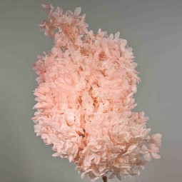 Ortensia stabilizzata "Peegee" - Rosa