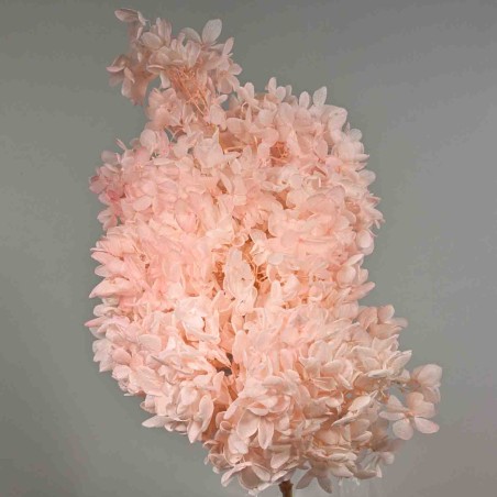 Ortensia stabilizzata "Peegee" - Rosa