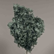 Ortensia stabilizzata "Peegee" - Grigio/Blu