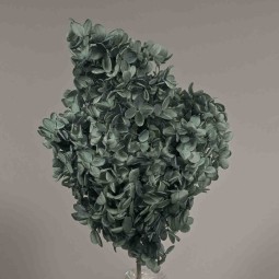 Ortensia stabilizzata "Peegee" - Grigio/Blu