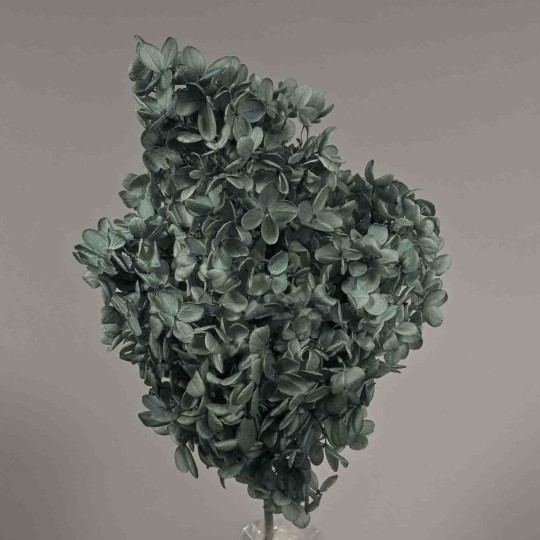 Ortensia stabilizzata "Peegee" - Grigio/Blu