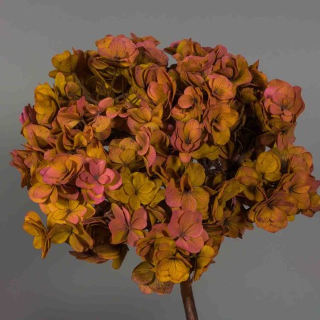 Ortensia stabilizzata "Twin Petals" - Rosa/arancione