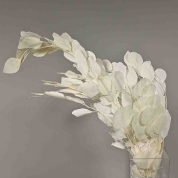 Populus stabilizzato - 68 Cm / Bianco