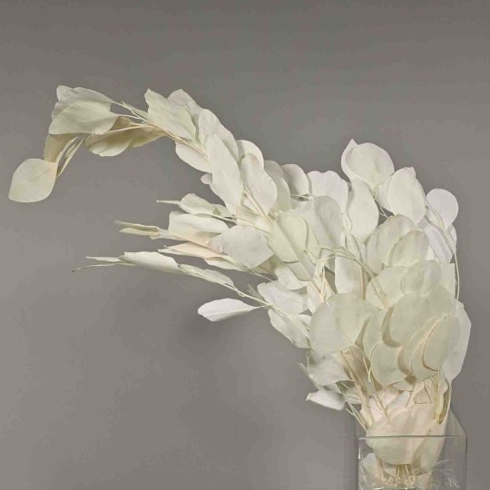 Populus stabilizzato - 68 Cm / Bianco