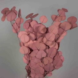 Populus stabilizzato - 68 Cm / Viola