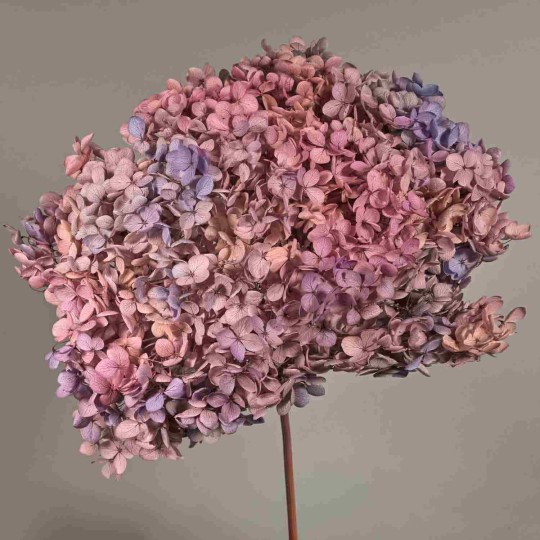 Ortensia stabilizzata "Annabelle" - Violetto