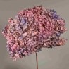 Ortensia stabilizzata "Annabelle" - Violetto