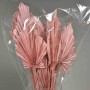 Palma in stelo 10 Pezzi - Rosa