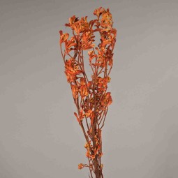 Anigozanthos stabilizzato - Arancione