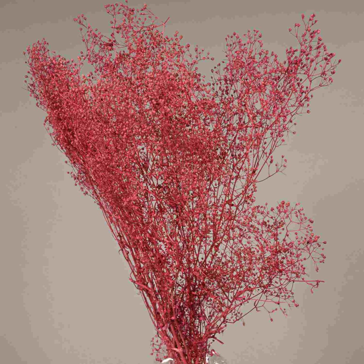 Mini Gypsophila stabilizzata - Rosso