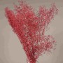 Mini Gypsophila stabilizzata - Rosso