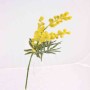 Mimosa in ramo - 54 Cm