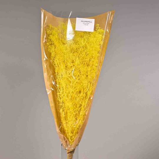 Gipsophila essiccata  50 G - Giallo