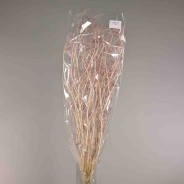 Ombrellifera essiccata - 120 G / Rosa