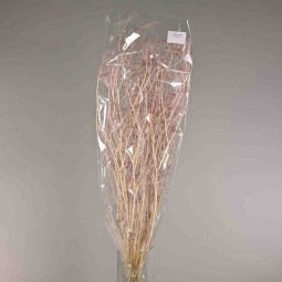 Ombrellifera essiccata - 120 G / Rosa
