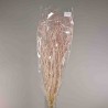 Ombrellifera essiccata - 120 G / Rosa