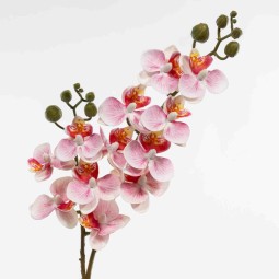 Mini Phaleonopsis in ramo - 60 Cm / Rosa