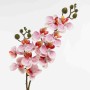 Mini Phaleonopsis in ramo - 60 Cm / Rosa