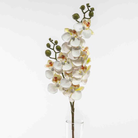 Mini Phaleonopsis in ramo - 60 Cm / Crema