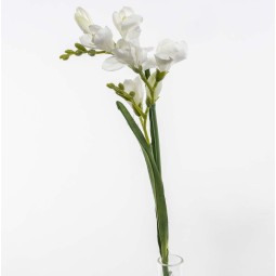 Fresia in ramo - 55 Cm / Bianco