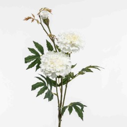 Tagete in ramo - 75 Cm / Bianco
