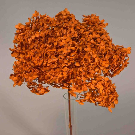Ortensia stabilizzata "Annabelle" - Arancio Valencia