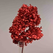 Ortensia stabilizzata "Peegee" - Rosso