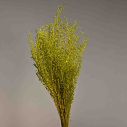 Limonium stabilizzato - 78 Cm / Verde