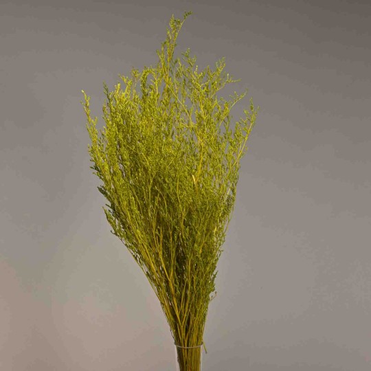 Limonium stabilizzato - 78 Cm / Verde