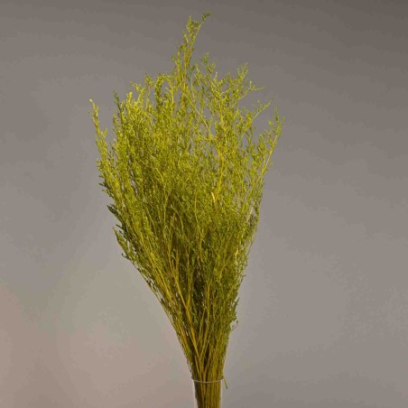 Limonium stabilizzato - 78 Cm / Verde