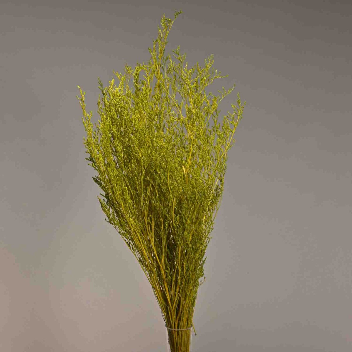 Limonium stabilizzato - 78 Cm / Verde