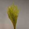 Limonium stabilizzato - 78 Cm / Verde