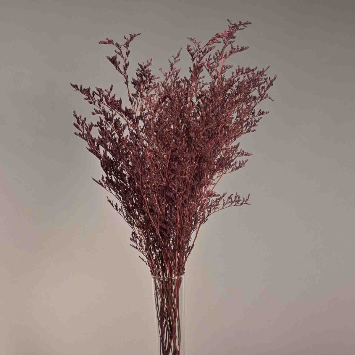Limonium stabilizzato - 78 Cm / Rosso uva