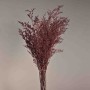 Limonium stabilizzato - 78 Cm / Rosso uva