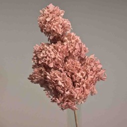 Ortensia stabilizzata "Peegee" - Rosa cipria